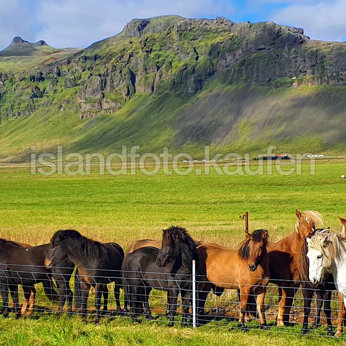 Gruppe von Islandpferden